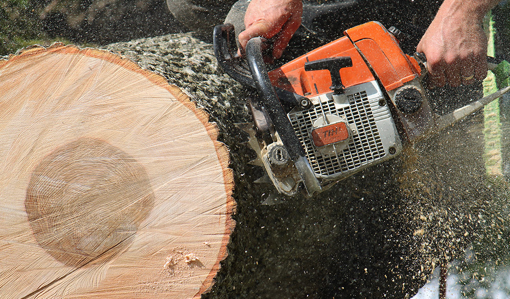 Tibbs Tree Surgeon Photography