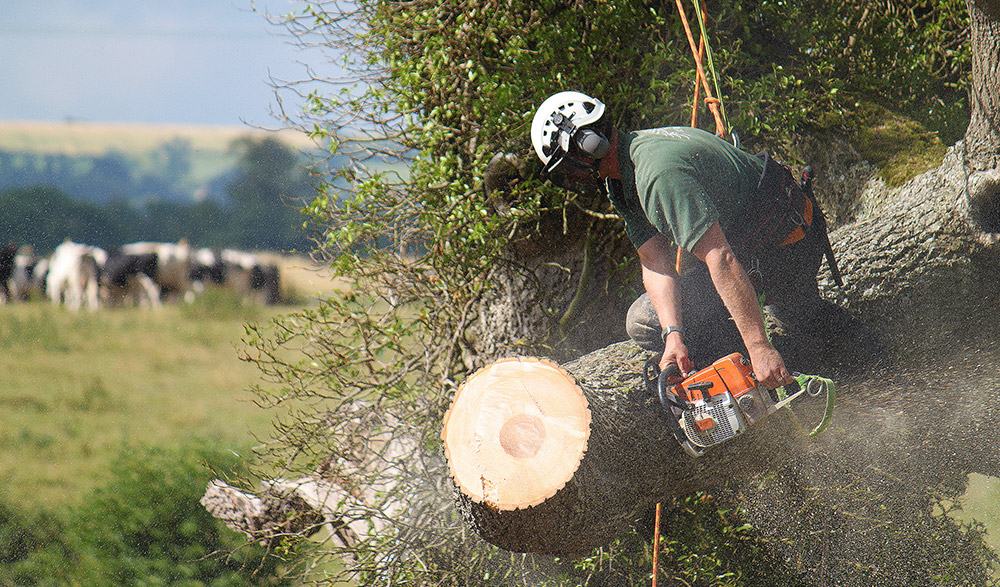 Tibbs Tree Surgeon Photography