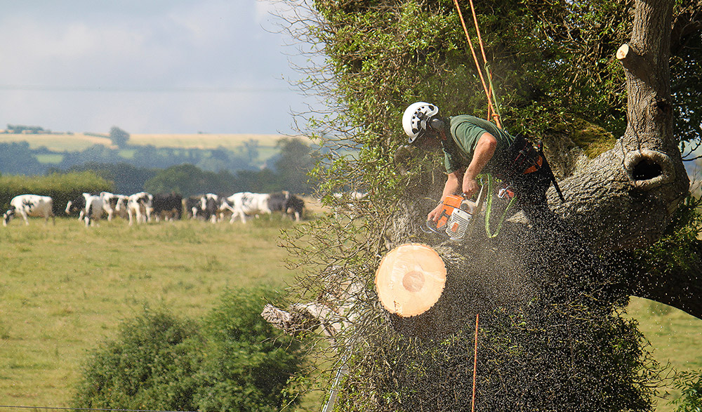 Tibbs Tree Surgeon Photography