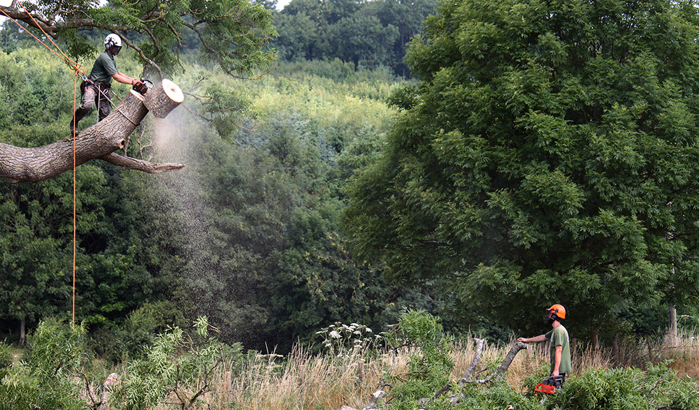 Tibbs Tree Surgeon Photography
