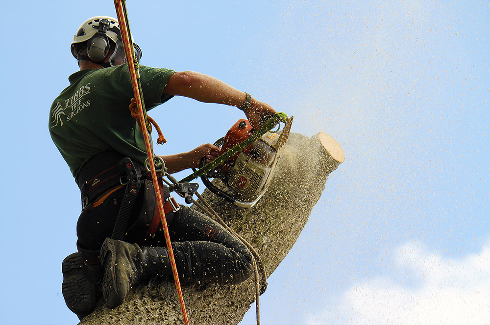 Tibbs Tree Surgeon Photography
