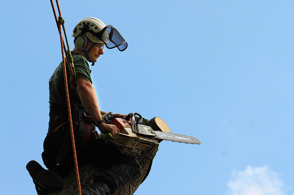 Tibbs Tree Surgeon Photography