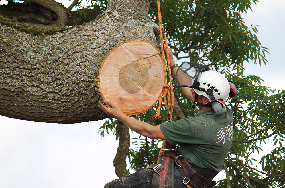 Tibbs Tree Surgeon Photography