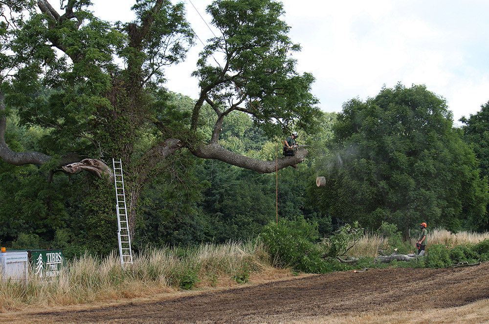 Tibbs Tree Surgeon Photography